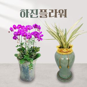 하진플라워 동양란 서양란 승진난 관엽 승진 화분 개업 꽃집 화원 
