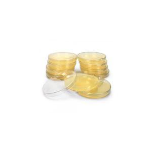 LB Agar Plate 10ea pack