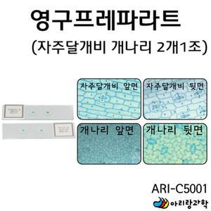영구 프레파라트 자주달개비 개나리잎 과학수업 교구