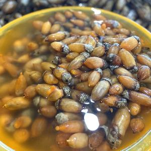 국산 횟감 손질 미더덕 500g 미더덕 회 찜