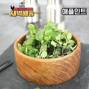 새벽배달 국내산 허브 애플민트 10g 50g 100g