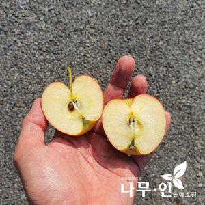 [나무인]기둥사과나무  방울사과 묘목