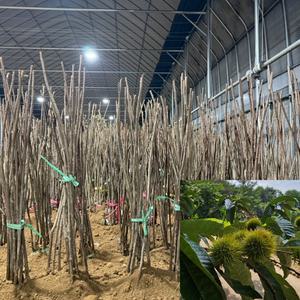 밤나무 묘목 (옥광) 접목1년생 특묘 밤묘목 유실수 