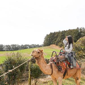 [제주] 낙타트레킹 (가볼만한곳/관광/자유여행/가족/친구/연인/아이와함께/테마파크/이색체험/브이패스/인생샷/힐링)