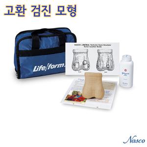 NASCO USA 남성 고환/낭심 검사 모형 LF01143