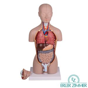 ERLER ZIMMER 인체해부모형 B223 16분해 상반신 해부모형