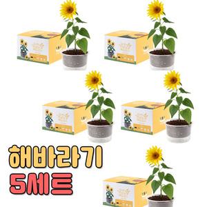 자연애 마이가든 해바라기 5세트/식물키트,화분,키우기세트