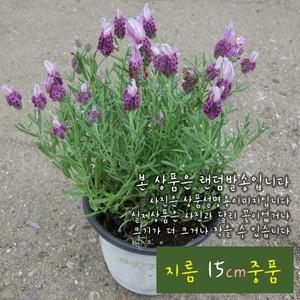 프렌치라벤다핑크 (프렌치라벤더 노지월동 ) 지름 15cm 중품 허브화분 (상토와 마사만사용)