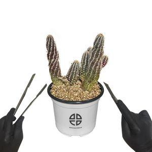 식물 관찰 실험용 손가락 선인장 자르기 키트키우기 재배기 DIY 취미 화단만들기 화분키우기 가정용 새싹키