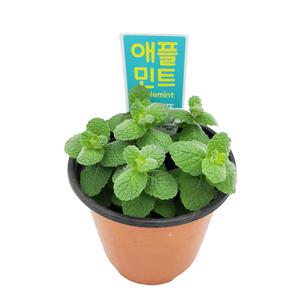 꽃집아가씨 미니화분 애플민트 허브 3개 묶음판매 10cm모종