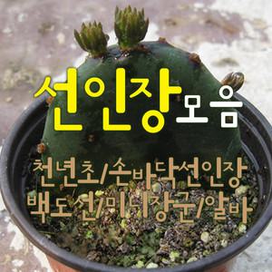 선인장 모음 (노지월동/천년초/토끼선인장/백도선/묵은둥이외목대/미니장군/청산호/알바/모종) 지름9cm 소품화분