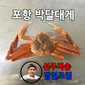 산지 포항 영덕 박달대게 당일조업 살이 꽉찬 활대게