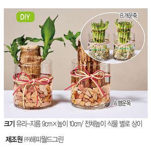 (생화) 수경식물 원통글라스 DIY 2P SET_B.개운죽