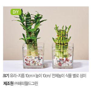 (생화) 수경식물 사각글라스 개운죽연화죽 SET