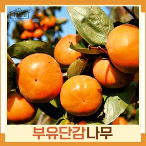 감나무(부유단감) 접목1년 뿌리묘 묘목 (1주) 다승농원