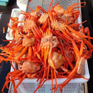 구룡포 A급 프리미엄 자숙 박달홍게 3kg-5kg 수율 80-90%