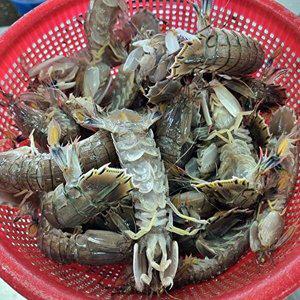 [셀러허브 식품]자연산 신안 생물 갯 가재 1kg 25미내외 탁새 쏙 갯가재 바닷가재 활 갯가재 쏙 새우 쏙가
