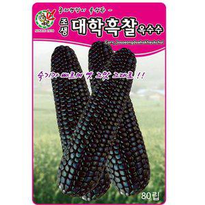 [영농사]흑 대학찰옥수수 씨앗 80립 대학흑찰 옥수수 종자
