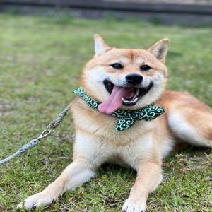 시바견스카프 강아지케이프 고양이 넥케이프 반다나 당초무늬 도그빕 목도리