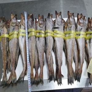 명태코다리명태역거리반건조명태20마리30~32cm