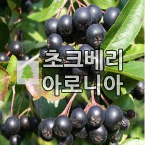 초크베리나무 묘목 아로니아 삽목3년 3주묶음