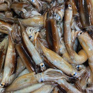 [깐깐한어부] 원양산 급냉 총알 통찜용 한입 오징어 1kg(15~25마리 내외)