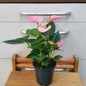 [소나무길] 안시리움 Small Pink 공기정화 2173