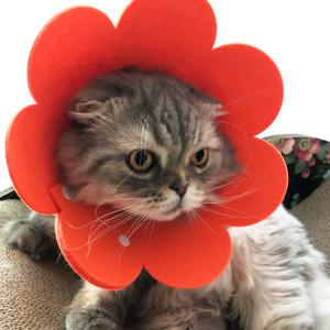 아기 고양이 강아지 펠트 부직포 넥카라 중성화 수술 천 깔때기 상처보호 피부병 초경량 목보호대