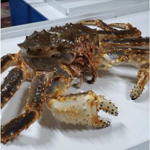 러시아 자숙 블루킹크랩 수율보장 손님접대 집들이음식 홈파티음식