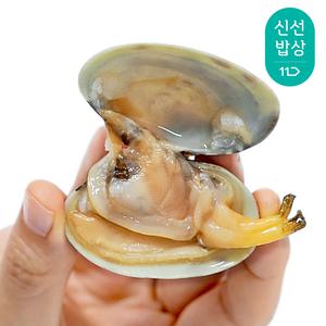 [품질보장] 더신선 남해안 최상급 활 문어바지락 1kg 60-70미내외 / 다이버 조업 상품