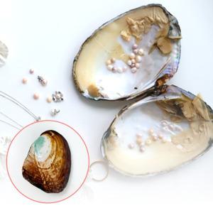 대왕 진주 조개 이색체험 고품질 리얼진주 직접 채취 이벤트 선물 특별한 경험 추억 (단품)