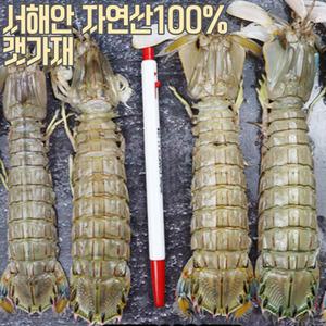 100% 국내 자연산 서천 갯가재 1KG 제철 매운탕 마라룽샤 맛있는 갯가재