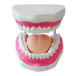 치아 모형 구조 칫솔질 교육 치과 교보재 3D 6배 대형