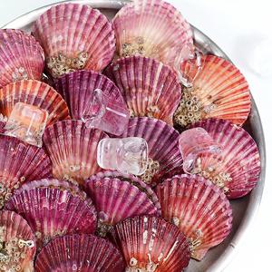 [천사푸드] 산지직송 통영 제철 홍가리비 2kg