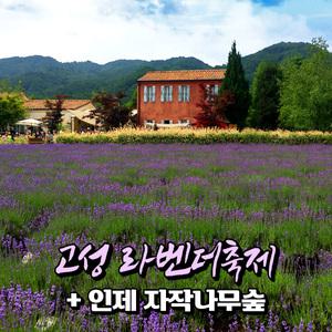 [강원] 고성 라벤더축제(하늬라벤더팜)+인제 원대리 자작나무숲 당일여행 (일반/리무진 선택) / 서울경기出