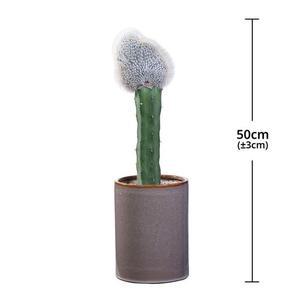 [서울/경기배송] 밍크선인장 화분 50cm [서울/경기배송]밍크선인장화분50cm 코스트코