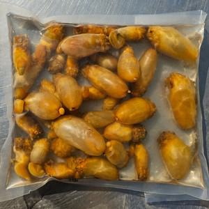 국내산 활 미더덕 1kg