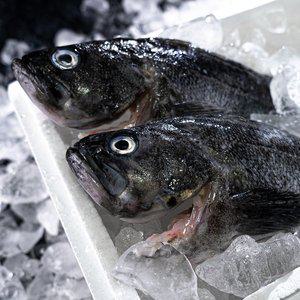 쵱선생 통영 손질 활 우럭 1kg 당일조업 발송