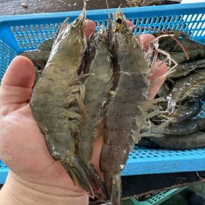 국내산 신안 급냉 흰다리새우 제철 대하 왕새우 1kg  35미 내외
