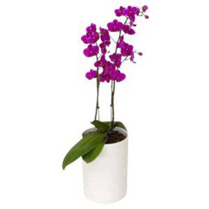 팔레놉시스 호접란키우기 여름화초 50cm 2촉