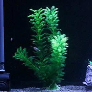 [JHQRUPQE_4A]수족관 관상어용품 꾸미기 3p(30cm) 장식