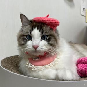 [BZJKQ4WZ_4B]크레 강아지 고양이 모자+턱받이 핑크