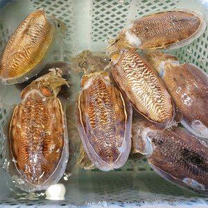 [남도미향]고흥 나로도 자연산 생물 갑오징어 1kg (대사이즈) 2-4미