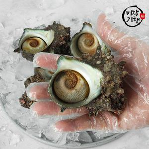미각기행 통영 뿔소라 2kg(10-18미)