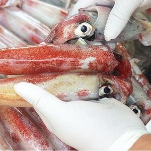 [통영수산물시장] 생물 한치 1kg 8~10미내외