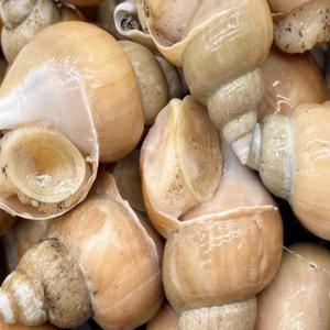 동해안 백고동 대 2kg (20-24미) 백골뱅이