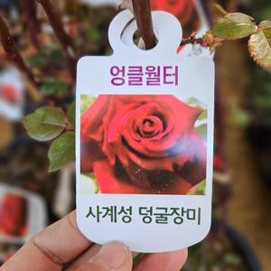 [새싹에서 나무까지] 사계 줄장미 (엉클월터) 개화주 (포트묘)