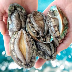 국산 완도 활전복 구이용 25미 내외 1kg 전복 /산소포장/손질용 솔 포함