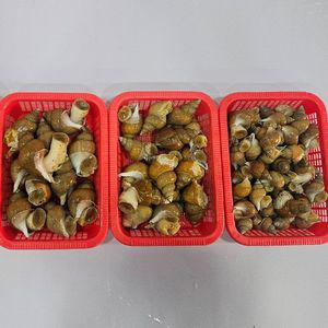 연안 활 백고동 백골뱅이 1kg 중