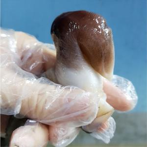 여수 새조개 택배 제철 시세 샤브샤브 손질 초코 새조개 새조개살 500g